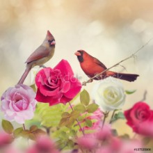 Afbeeldingen van Male and Female Northern Cardinals